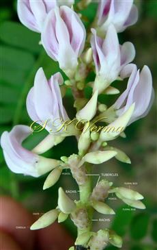  Inflorescence-a part